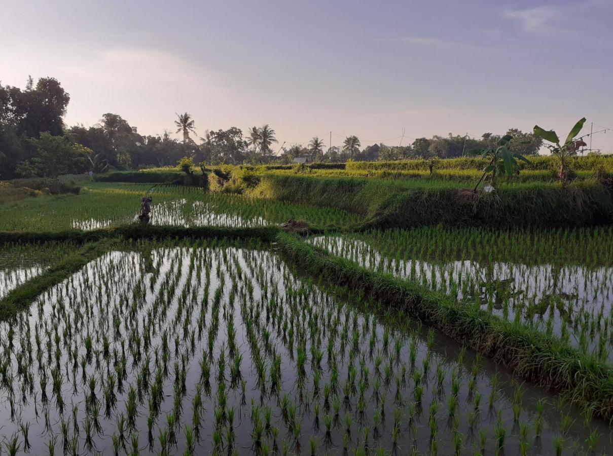 Ferienwohnung Griya Bun Sari Sukawati Exterior foto